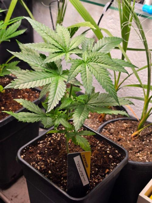 Thai Dream (RQS x Zamnesia) feminized. Week 5