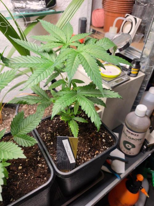 Thai Dream (RQS x Zamnesia) feminized. Week 5