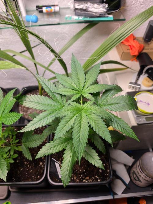 Thai Dream (RQS x Zamnesia) feminized. Week 5
