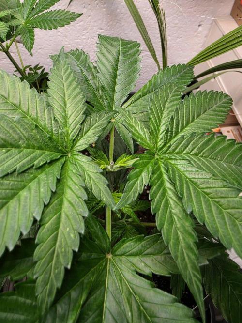 Thai Dream (RQS x Zamnesia) feminized. Week 5