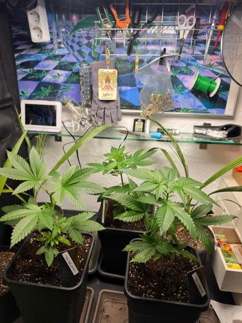 Thai Dream (RQS x Zamnesia) feminized. Week 5