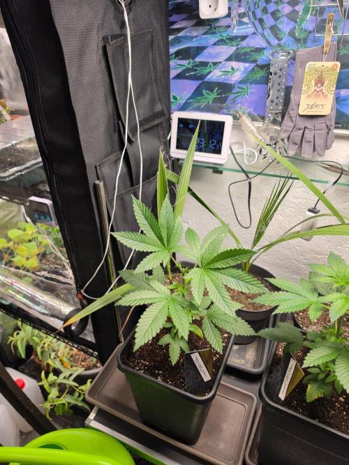 Nectar Drip (Zamnesia Seeds x TICAL). Week 5