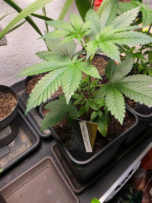 Nectar Drip (Zamnesia Seeds x TICAL). Week 5