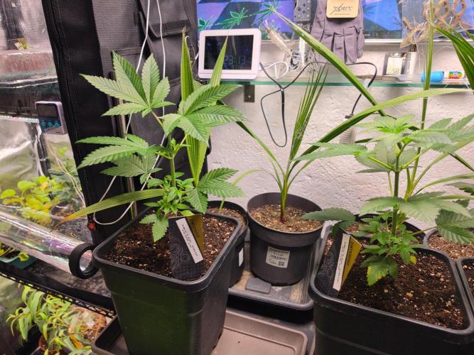 Nectar Drip (Zamnesia Seeds x TICAL). Week 5