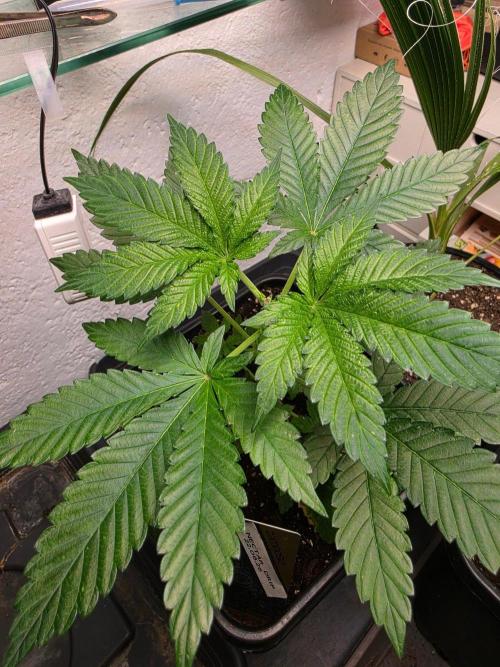 Nectar Drip (Zamnesia Seeds x TICAL). Week 5