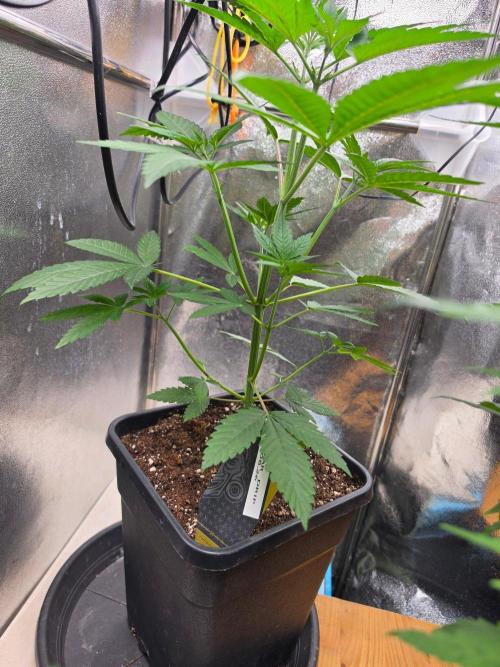 Nectar Drip (Zamnesia Seeds x TICAL). Week 6