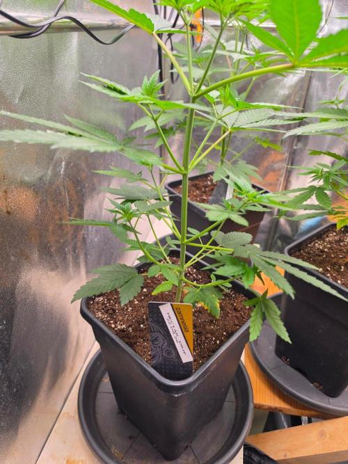 Nectar Drip (Zamnesia Seeds x TICAL). Week 6