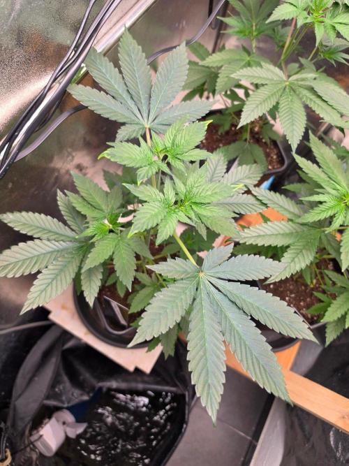 Nectar Drip (Zamnesia Seeds x TICAL). Week 6