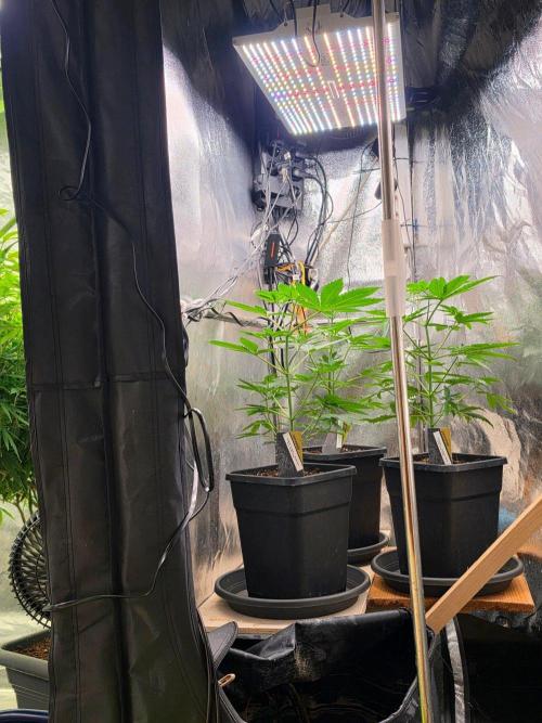  Spider Farmer 4 Tier Plant Stand With 1680D Grow . Week 6