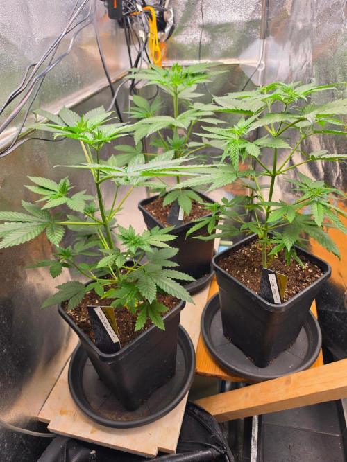 Thai Dream (RQS x Zamnesia) feminized. Week 6