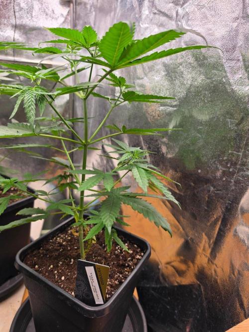 Thai Dream (RQS x Zamnesia) feminized. Week 6