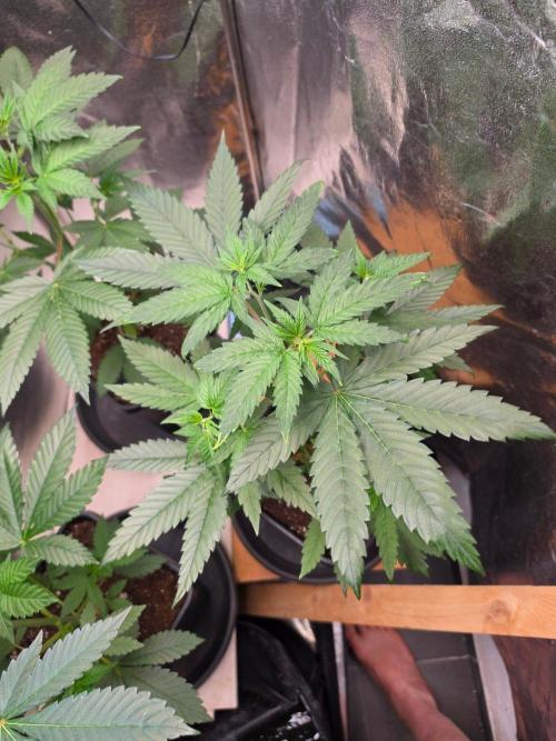 Thai Dream (RQS x Zamnesia) feminized. Week 6