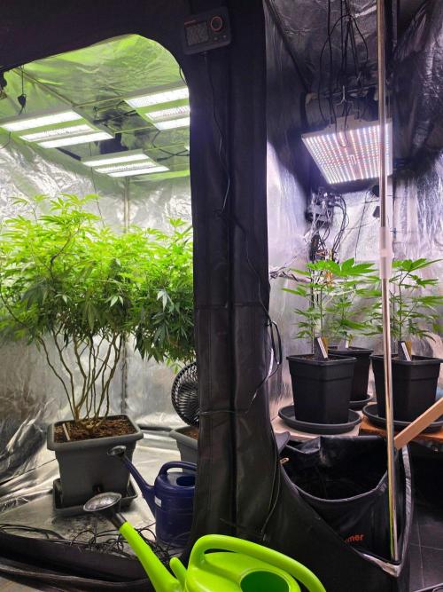 Thai Dream (RQS x Zamnesia) feminized. Week 6