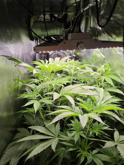 Nectar Drip (Zamnesia Seeds x TICAL). Week 9