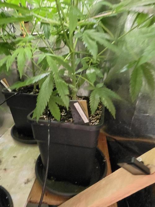 Thai Dream (RQS x Zamnesia) feminized. Week 9