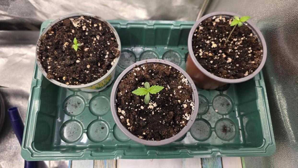 Compound Party. Week 1 - Zupanova in front
High Society (2x) behind
