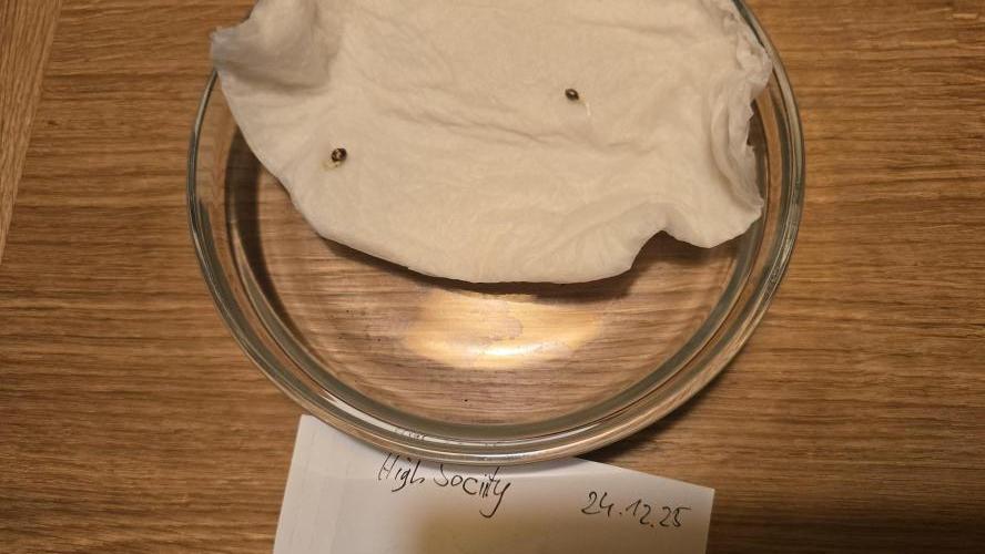 Compound Party. Week 0 - High Sociity 40 Hours later