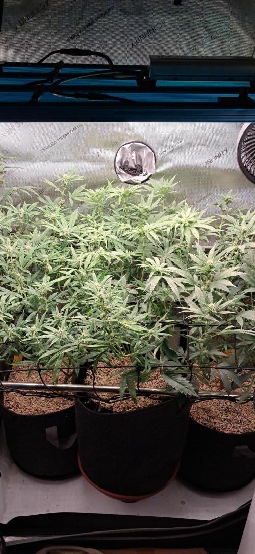 Pave and LCP. Week 4