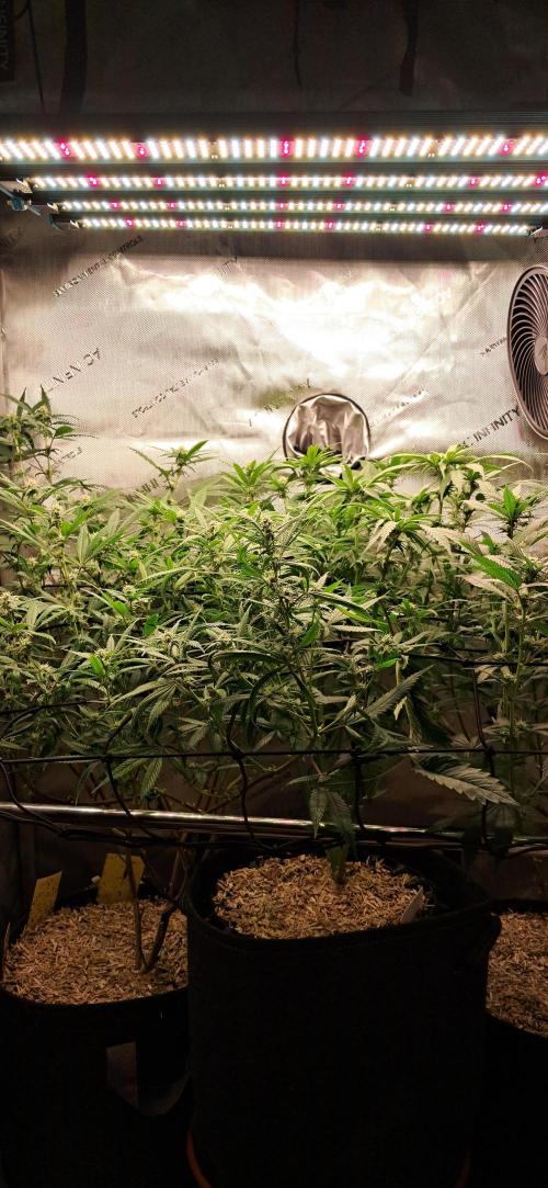 Pave and LCP. Week 4