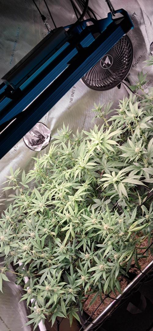 Pave and LCP. Week 4