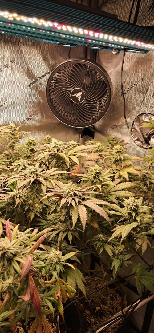 Pave and LCP. Week 5