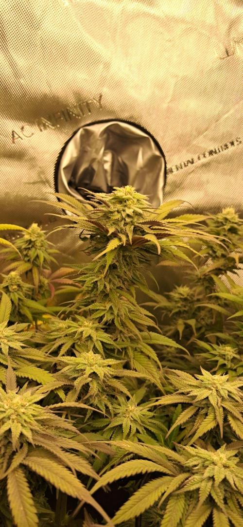 Pave and LCP. Week 5