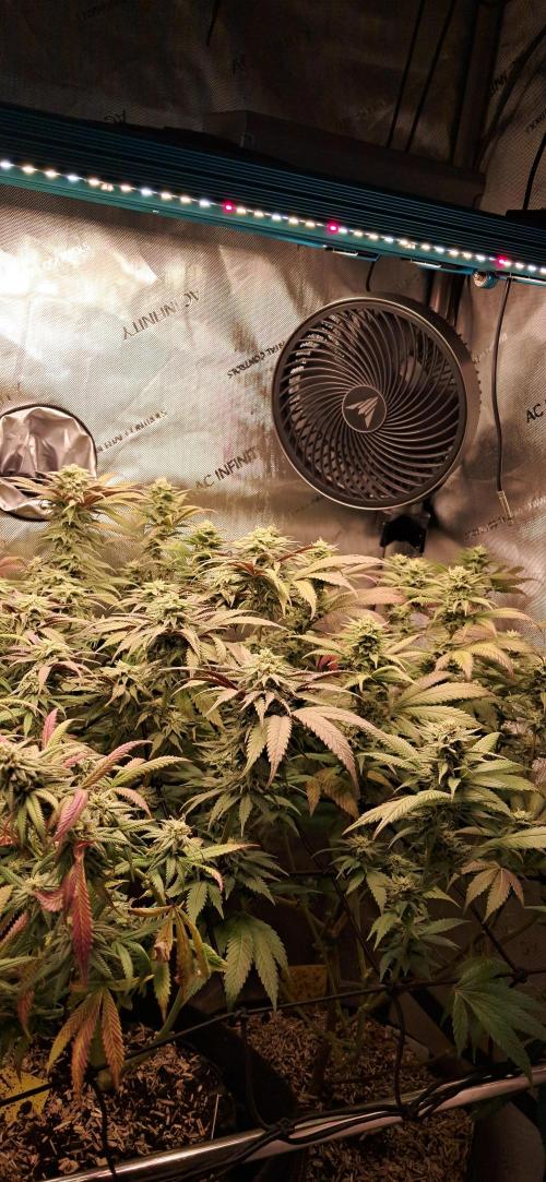 Pave and LCP. Week 5