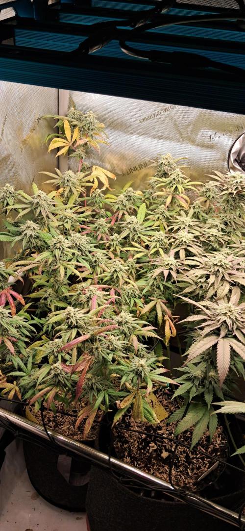 Pave and LCP. Week 5