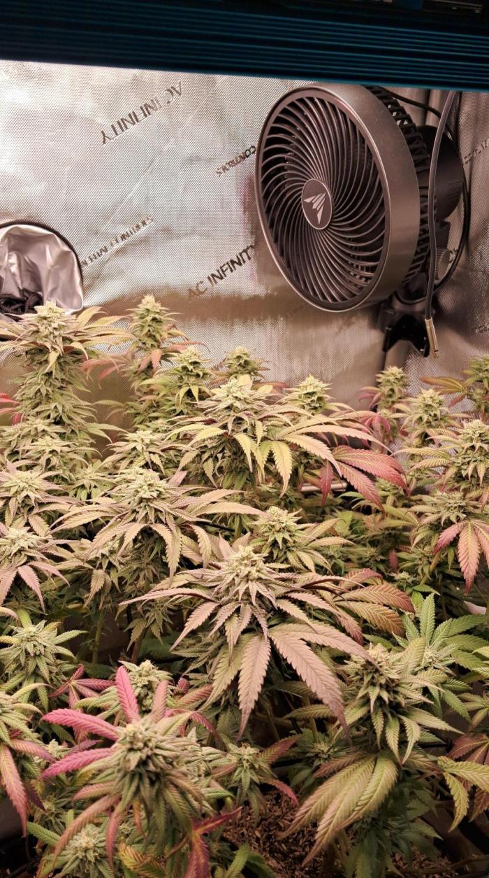 Pave and LCP. Week 6