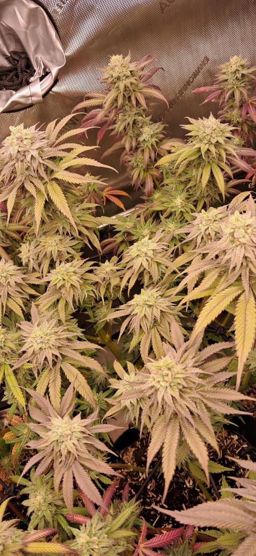 Strawberry-/Rainbow Pave/Lemon CherryPop. Week 7