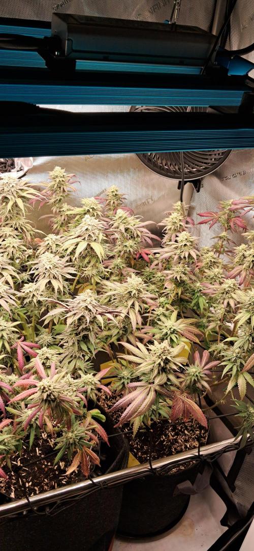 Strawberry-/Rainbow Pave/Lemon CherryPop. Week 7