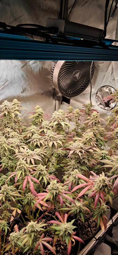 Strawberry-/Rainbow Pave/Lemon CherryPop. Week 7