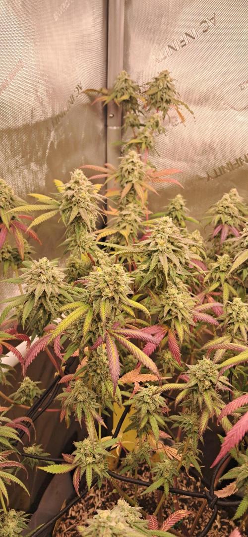 Strawberry-/Rainbow Pave/Lemon CherryPop. Week 7