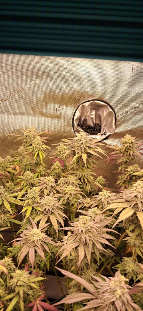 Strawberry-/Rainbow Pave/Lemon CherryPop. Week 7