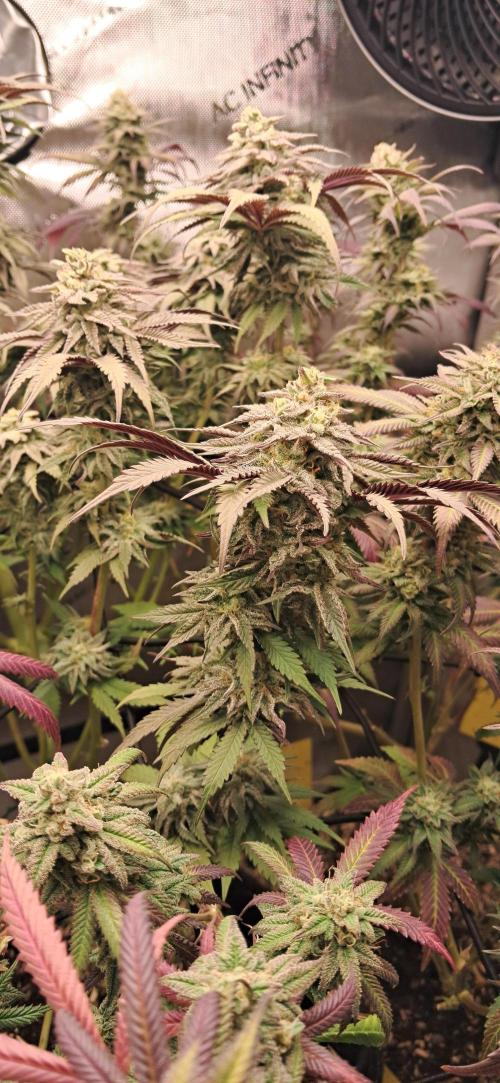 Strawberry-/Rainbow Pave/Lemon CherryPop. Week 7