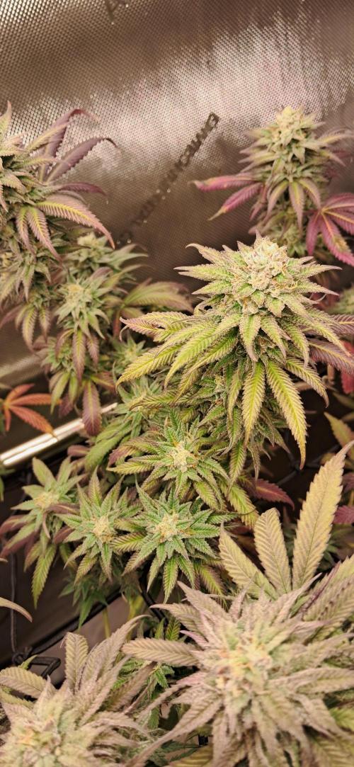 Strawberry-/Rainbow Pave/Lemon CherryPop. Week 7