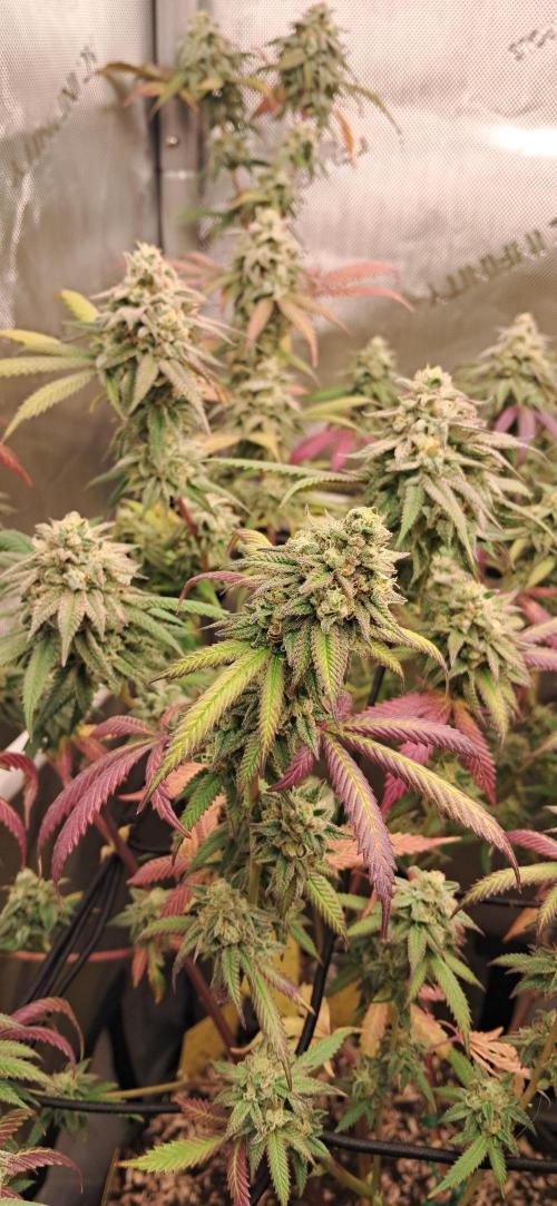 Strawberry-/Rainbow Pave/Lemon CherryPop. Week 7