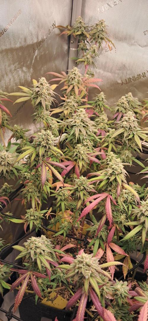 Strawberry-/Rainbow Pave/Lemon CherryPop. Week 7