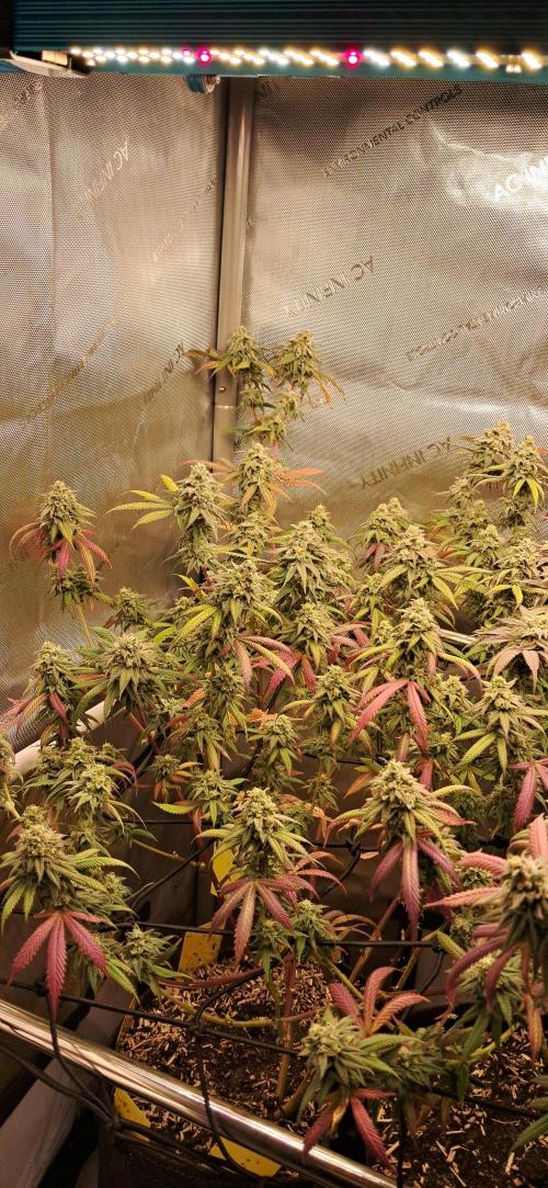 Strawberry-/Rainbow Pave/Lemon CherryPop. Week 7