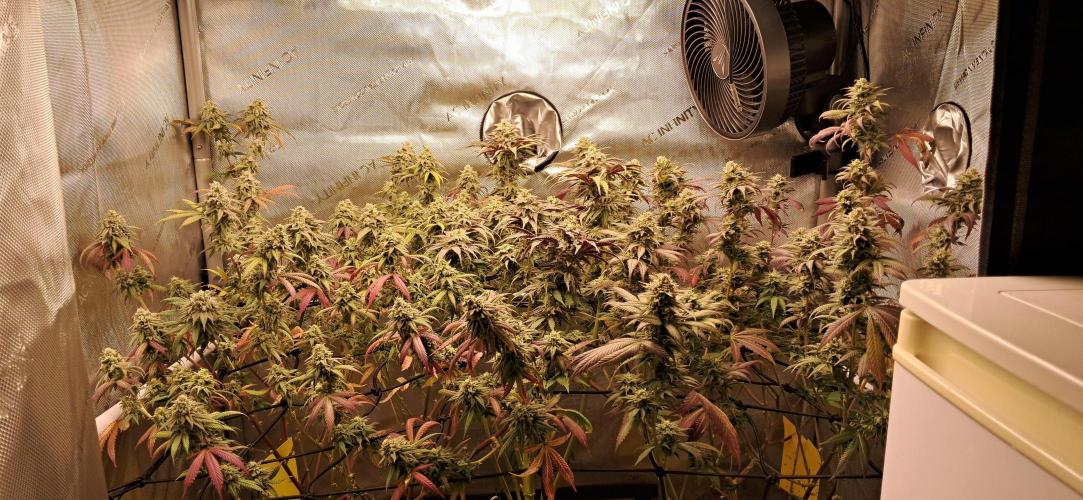 Strawberry-/Rainbow Pave/Lemon CherryPop. Week 7