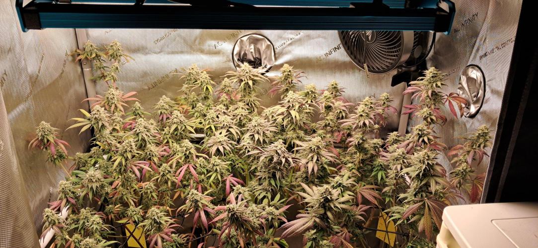 Strawberry-/Rainbow Pave/Lemon CherryPop. Week 7