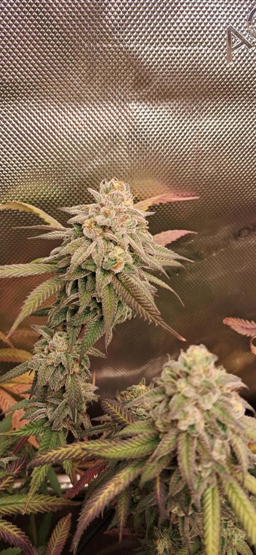 Strawberry-/Rainbow Pave/Lemon CherryPop. Week 7 - Strawberry Pave