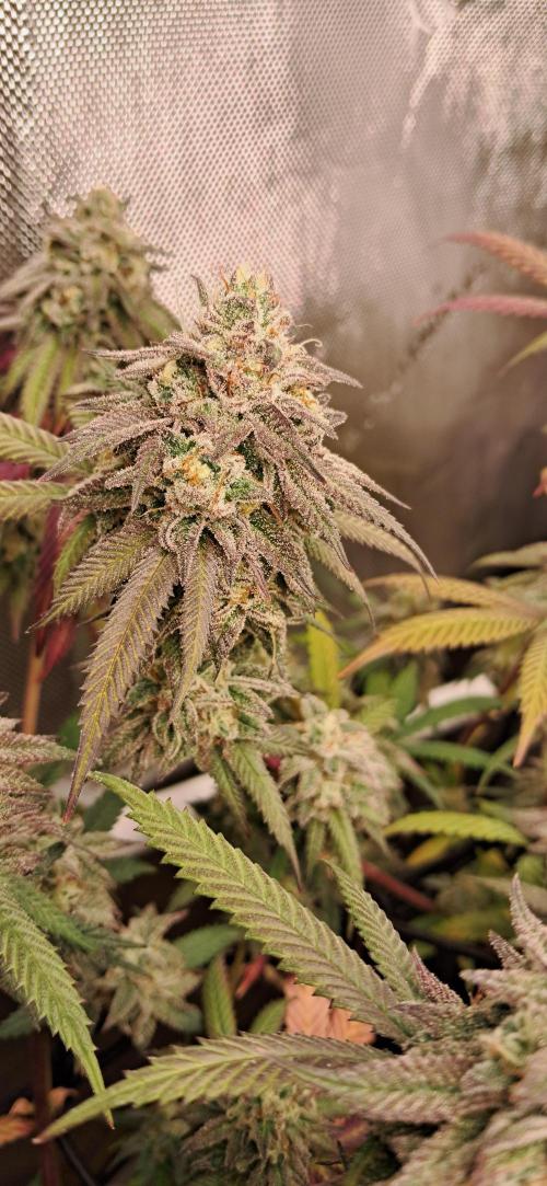 Strawberry-/Rainbow Pave/Lemon CherryPop. Week 7 - Strawberry Pave