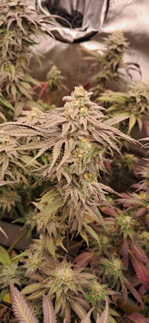 Strawberry-/Rainbow Pave/Lemon CherryPop. Week 7 - Lemon Cherry Pop