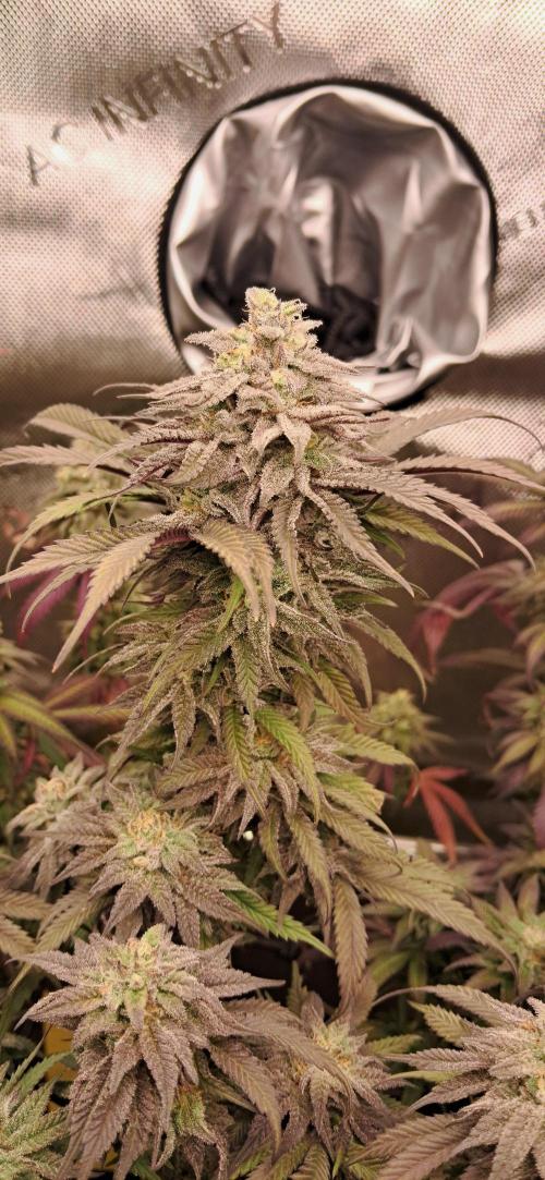 Strawberry-/Rainbow Pave/Lemon CherryPop. Week 7 - Lemon Cherry Pop