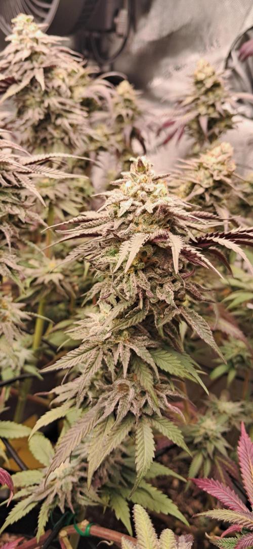 Strawberry-/Rainbow Pave/Lemon CherryPop. Week 7 - Lemon Cherry Pop