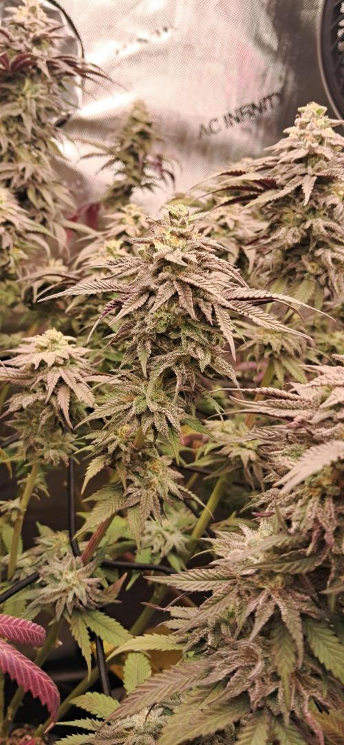 Strawberry-/Rainbow Pave/Lemon CherryPop. Week 7 - Lemon Cherry Pop