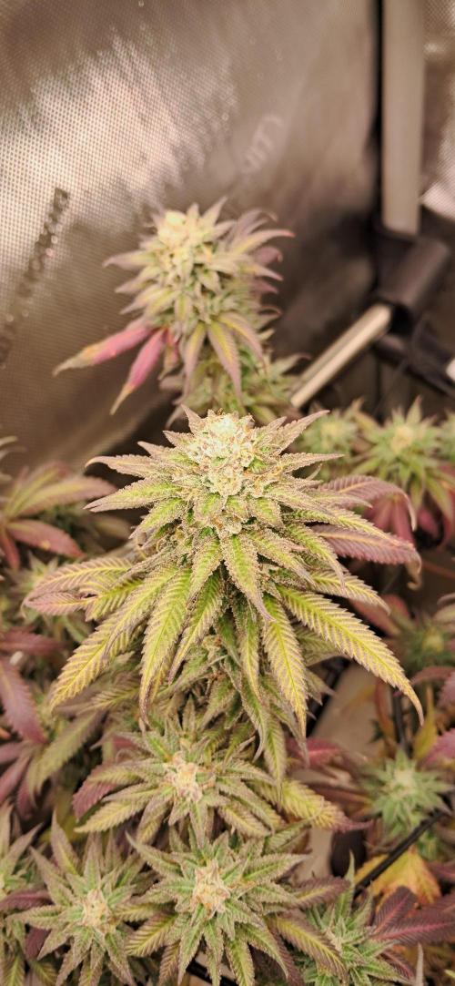 Strawberry-/Rainbow Pave/Lemon CherryPop. Week 7 - Rainbow Pave