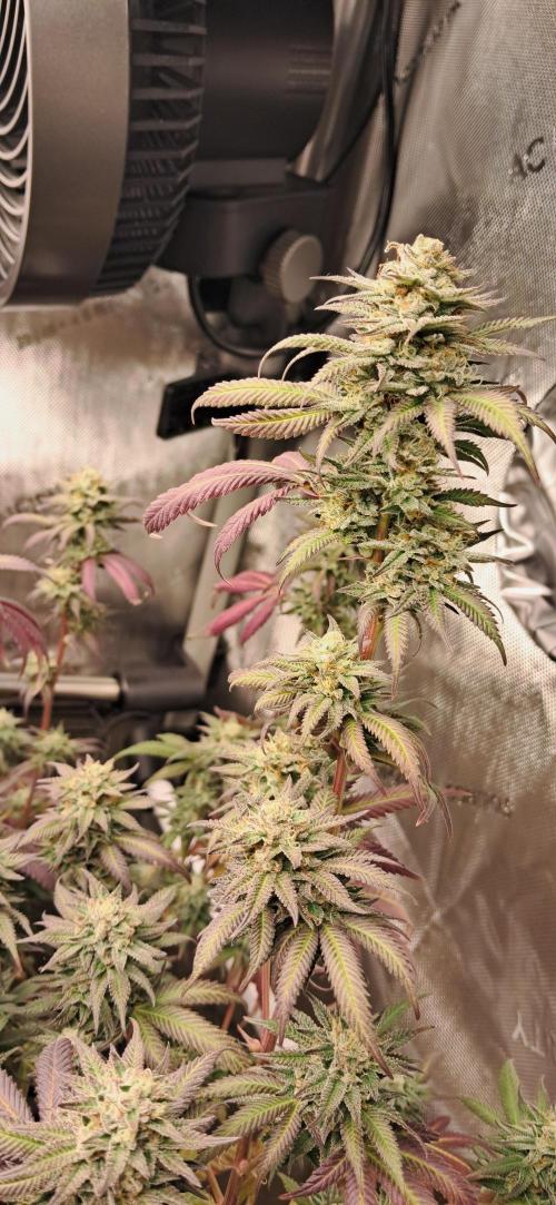 Strawberry-/Rainbow Pave/Lemon CherryPop. Week 7 - Rainbow Pave