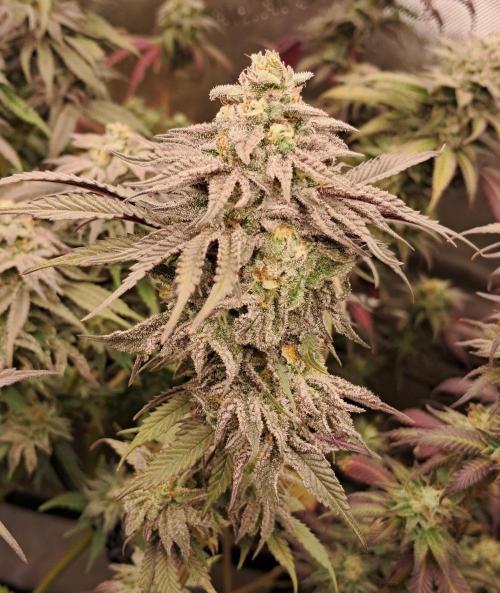 Strawberry-/Rainbow Pave/Lemon CherryPop. Week 7 - Lemon Cherry Cut